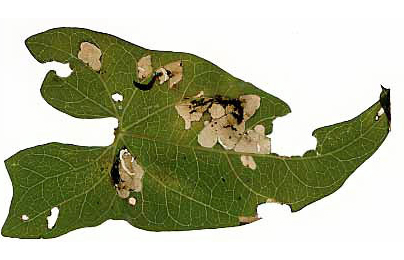 Mine of Bedellia somnulentella on Calystegia sepium