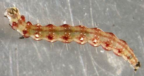 Bedellia somnulentella free-living larva,  dorsal