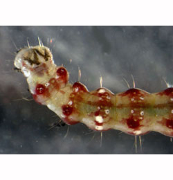 Bedellia somnulentella free-living larva,  dorsal