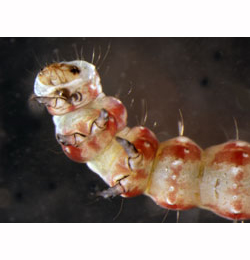 Bedellia somnulentella free-living larva,  ventral