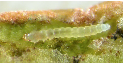 Bedellia somnulentella larva,  dorsal