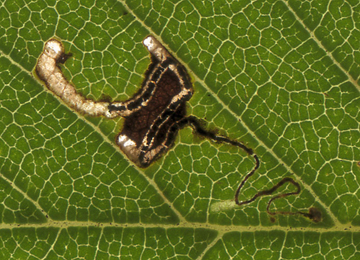 Mine of Bucculatrix albedinella on Ulmus minor