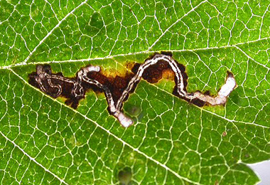 Mine of Bucculatrix albedinella on Ulmus