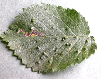 Mine of Bucculatrix albedinella on Ulmus