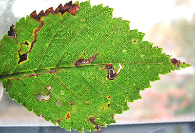 Mine of Bucculatrix albedinella on Ulmus