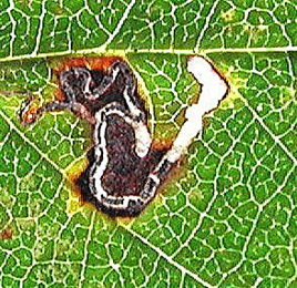 Mine of Bucculatrix albedinella on Ulmus