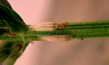 Cocoons of Bucculatrix chrysanthemella on Argyranthemum