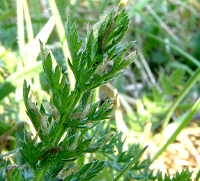 Larvae of Bucculatrix cristatella feeding externally on Achillea millefolium