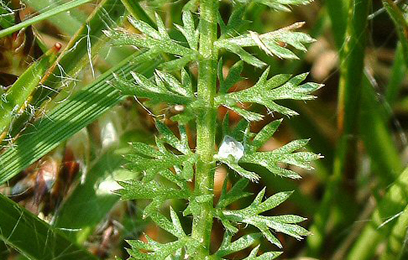 Cocoon of Bucculatrix cristatella feeding externally on Achillea millefolium