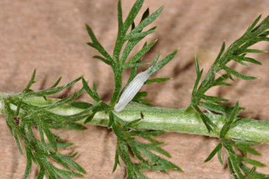 Cocoon of Bucculatrix cristatella  on Achillea millefolium