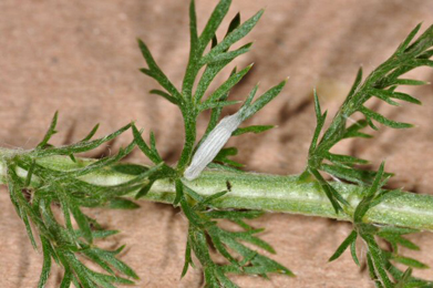 Cocoon of Bucculatrix cristatella feeding externally on Achillea millefolium