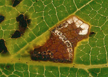 Mine of Bucculatrix demaryella on Betula pubscens Image: © Willem Ellis (Bladmineerders en plantengallen van Europa)