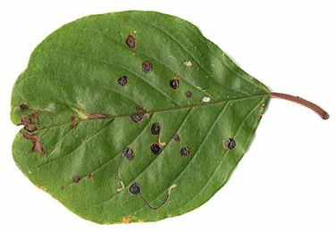 Mines of Bucculatrix frangutella on Rhamnus frangula