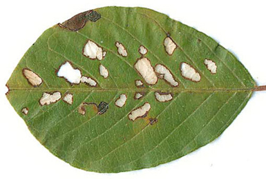 Windows caused by free-living larvae of Bucculatrix frangutella on Rhamnus frangula