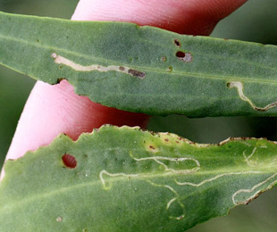 Mines of Bucculatrix maritima on Aster tripolium