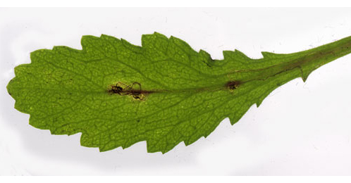 Mine of Bucculatrix nigrocomella on Leucanthemum vulgare