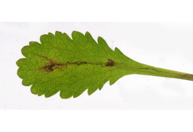 Mine of Bucculatrix nigrocomella on Leucanthemum vulgare