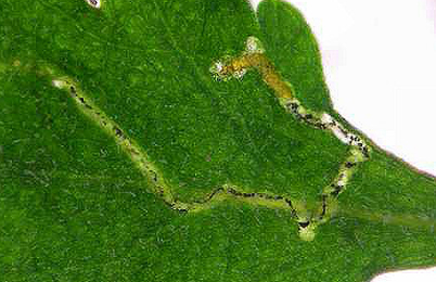 Mine of Bucculatrix nigrocomella on Leucanthemum vulgare