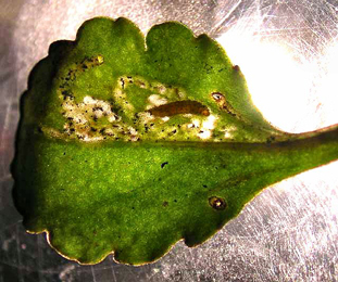 Mine of Bucculatrix nigrocomella on Leucanthemum vulgare