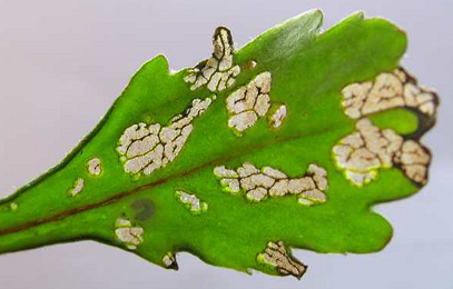 Mine of Bucculatrix nigrocomella on Leucanthemum vulgare