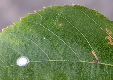 Mine of Bucculatrix thoracella on Tilia cordata