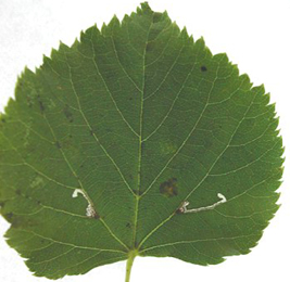 Mine of Bucculatrix thoracella on Tilia