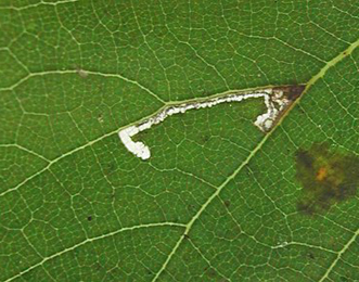 Mine of Bucculatrix thoracella on Tilia cordata