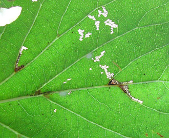 Mine of Bucculatrix thoracella on Tilia