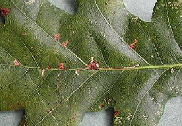 Mines of Bucculatrix ulmella on Quercus