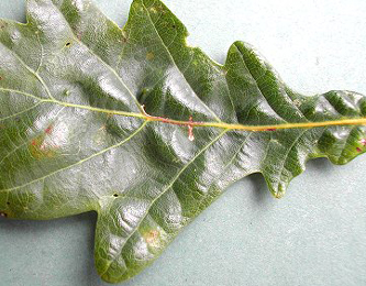 Mines of Bucculatrix ulmella on Quercus