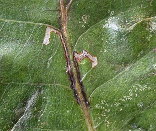 Mine of Bucculatrix ulmella on Quercus