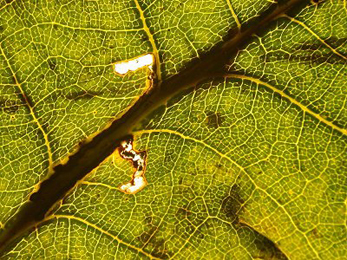 Mine of Bucculatrix ulmella on Quercus