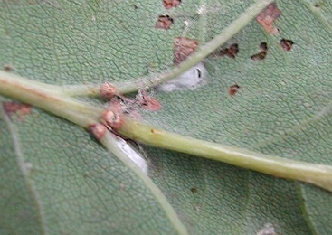 Cocoons of Bucculatrix ulmella on Quercus