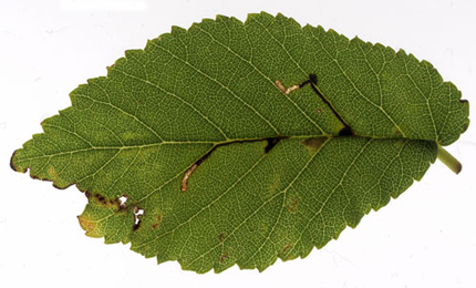 Mine of Bucculatrix ulmifoliae on Ulmus minor