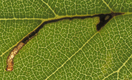 Mine of Bucculatrix ulmifoliae on Ulmus minor