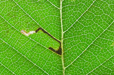 Mine of Bucculatrix ulmifoliae on Ulmus pumila x japonica