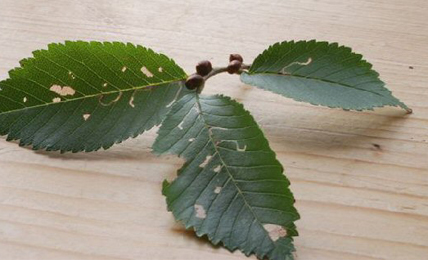 Mine of Bucculatrix ulmifoliae on Ulmus pumila x japonica