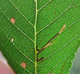 Mine of Bucculatrix ulmifoliae on Ulmus pumila x japonica