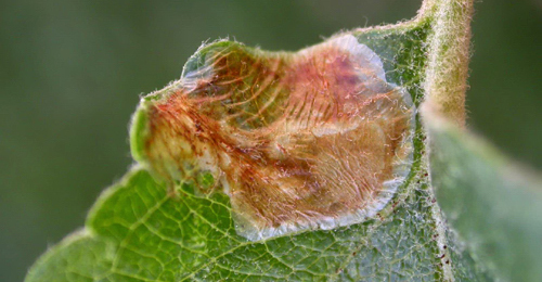 Mine of Callisto denticulella on Malus domestica