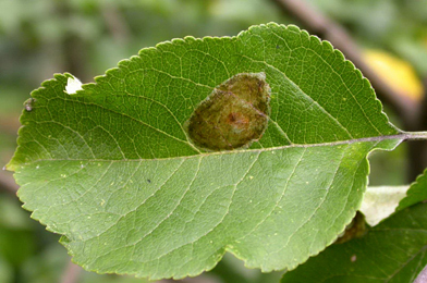 Mine of Callisto denticulella on Malus domestica