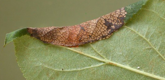 Mine of Callisto denticulella on Malus