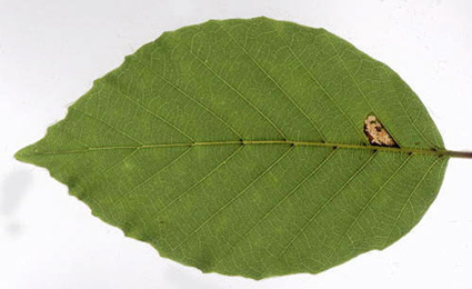 Mine of Caloptilia alchimiella on Fagus sylvatica