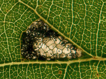 Mine of Caloptilia alchimiella on Fagus sylvatica