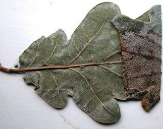 Mine of Caloptilia alchimiella on Fagus