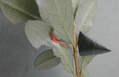 Mine of Caloptilia azaleella on Rhododendron