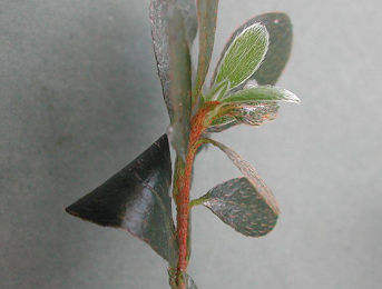 Mine of Caloptilia azaleella on Rhododendron