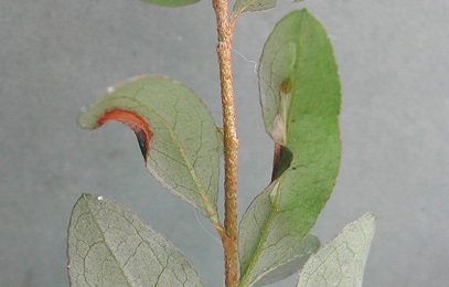 Mine of Caloptilia azaleella on Rhododendron