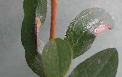 Mine of Caloptilia azaleella on Rhododendron