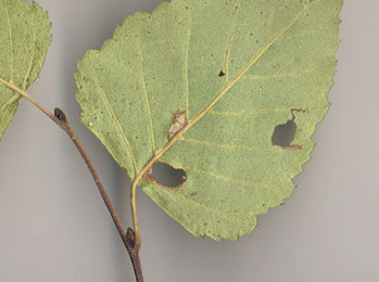 Mine of Caloptilia betulicola on Betula pubescens