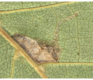 Mine of Caloptilia betulicola on Betula pubescens